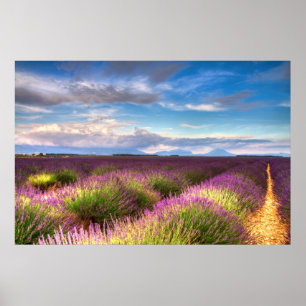 Provence - Lavender fields poster