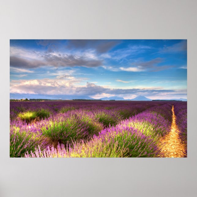 Provence - Lavender fields poster (Front)