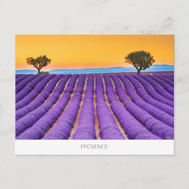 Provence lavender postcard (Front)
