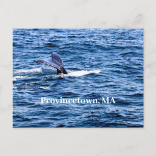 Provincetown Postcard