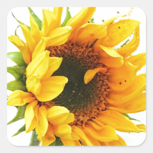 Provincetown Sunflower Square Sticker