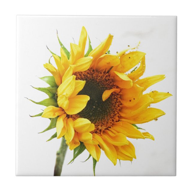 Provincetown Sunflower Tile (Front)
