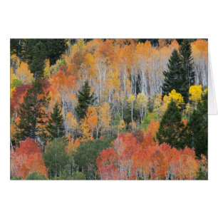 Provo River and aspen trees