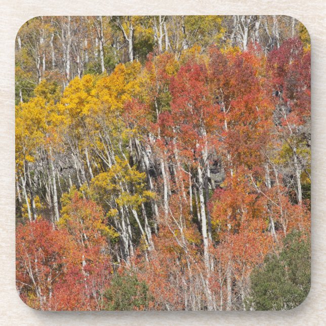 Provo River and aspen trees 15 Coaster (Front)