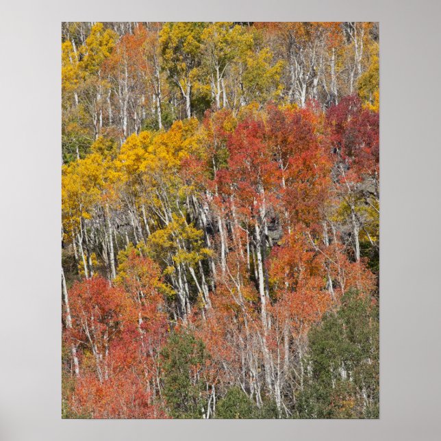 Provo River and aspen trees 15 Poster (Front)