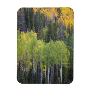 Provo River and aspen trees 2 Magnet