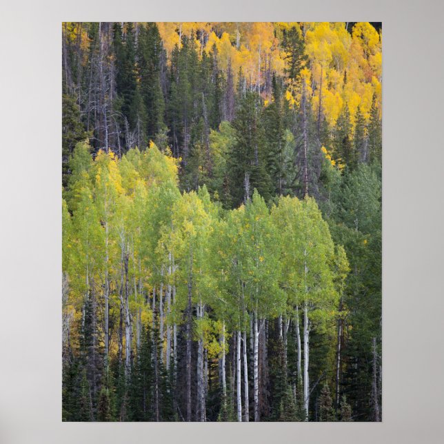 Provo River and aspen trees 2 Poster (Front)