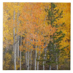 Provo River and aspen trees 7 Tile