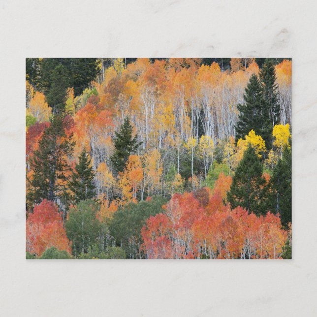 Provo River and aspen trees Postcard (Front)
