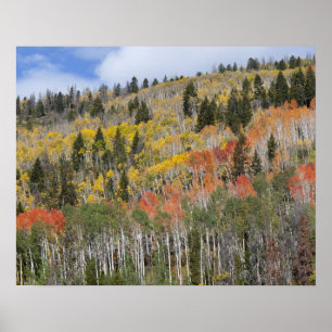Provo River and aspen trees Poster