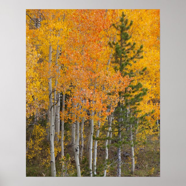 Provo River and aspen trees Poster (Front)