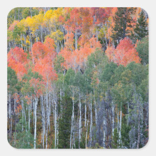 Provo River and aspen trees Square Sticker