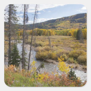 Provo River and aspen trees Square Sticker