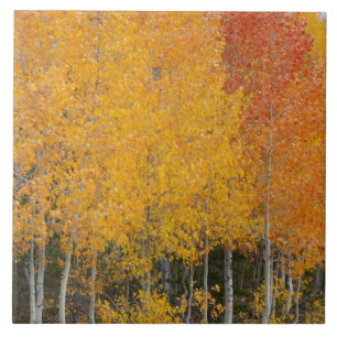 Provo River and aspen trees Tile
