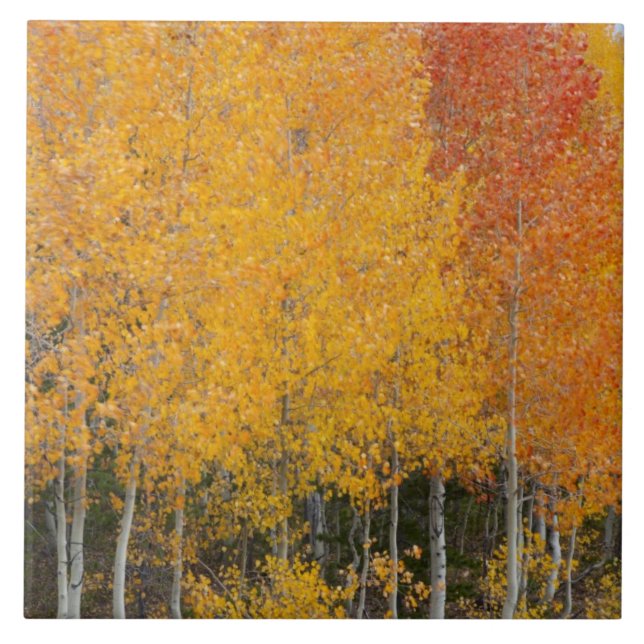 Provo River and aspen trees Tile (Front)