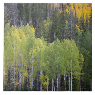 Provo River and aspen trees Tile