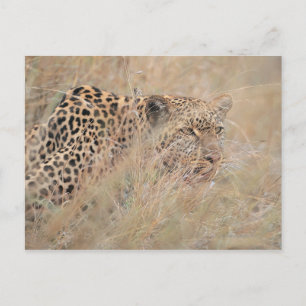 Prowling Leopard Hiding in Grassland Postcard