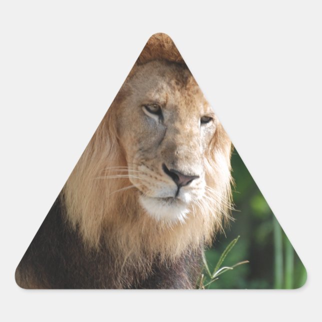 Prowling Lion Triangle Sticker (Front)