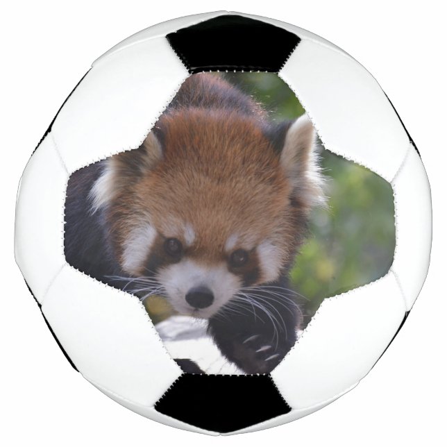 Prowling Red Panda Football (Front)