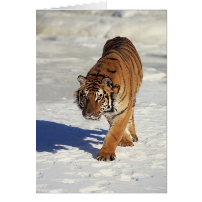 Prowling Tiger (Front)