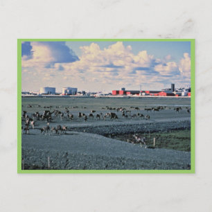 Prudhoe Bay, Alaska Postcard