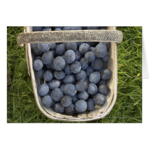 Prunus domestica, Damsons