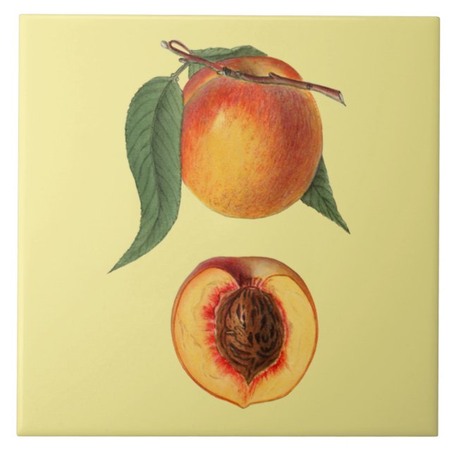 Prunus Persica Peach~Botanical ~Kitchen ~Any Colou Tile (Front)