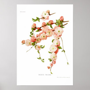 Prunus triloba (flowering almond) poster