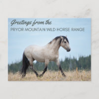 Pryor Mountain Wild Mustang: Cloud's Pride