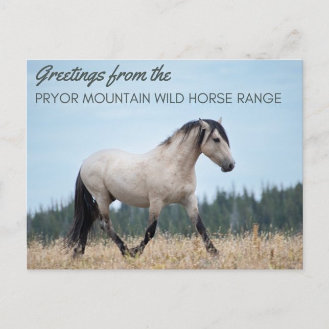 Pryor Mountain Wild Mustang: Cloud's Pride Postcard (Front)