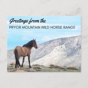 Pryor Mountain Wild Mustang Postcard: Horizon Postcard