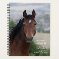 Pryor Mountain Wild Mustang "Ula"