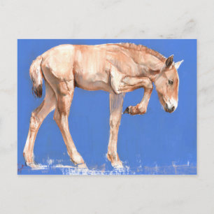 Przewalski Foal 2012 Postcard