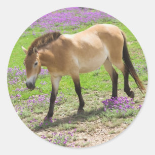 Przewalski Horse Classic Round Sticker