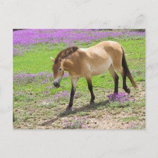 Przewalski Horse Postcard