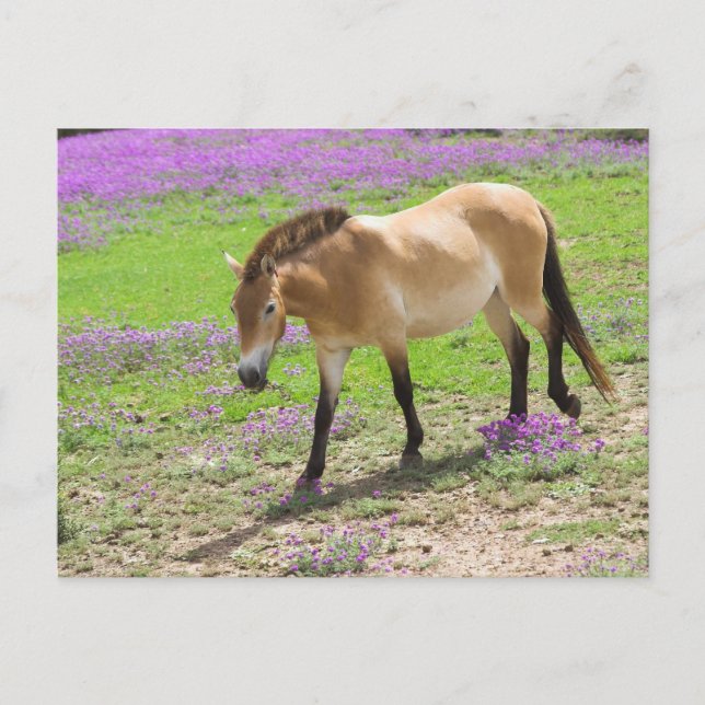 Przewalski Horse Postcard (Front)