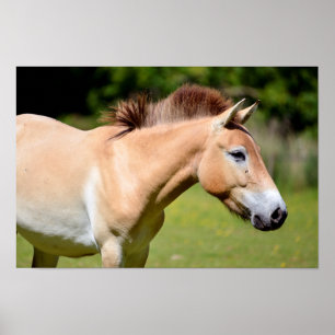 Przewalski horse walking poster
