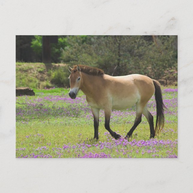 Przewalskii Horse Postcard (Front)