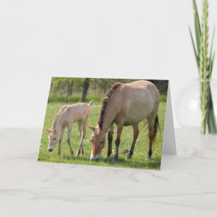 Przewalski's Horse and Foal Grazing Card