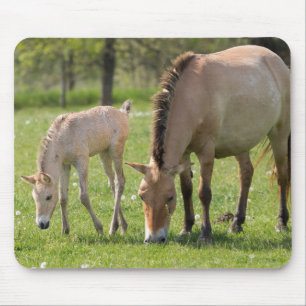 Przewalski's Horse and Foal Grazing Mouse Mat