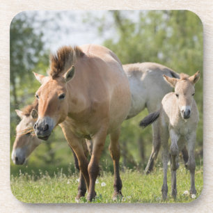 Przewalski's Horse and foal walking Coaster