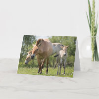 Przewalski's Horse and foal walking