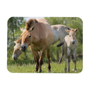 Przewalski's Horse and foal walking Magnet