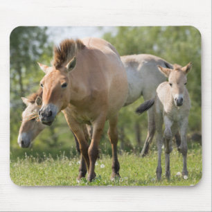 Przewalski's Horse and foal walking Mouse Mat