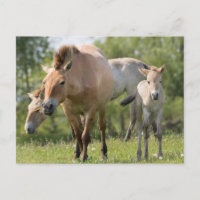 Przewalski's Horse and foal walking