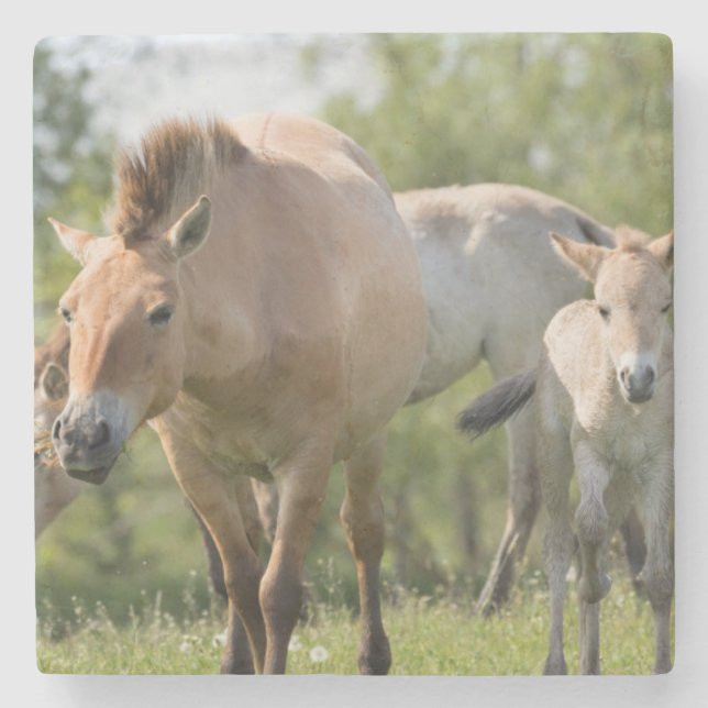 Przewalski's Horse and foal walking Stone Coaster (Front)