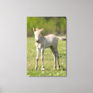 Przewalski's Horse foal, Hungary Canvas Print