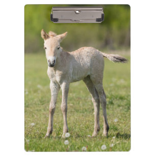 Przewalski's Horse foal, Hungary Clipboard