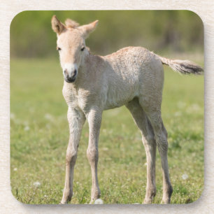 Przewalski's Horse foal, Hungary Coaster