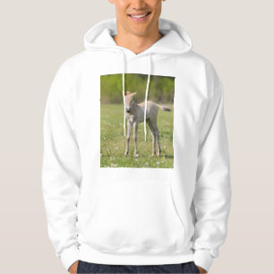 Przewalski's Horse foal, Hungary Hoodie